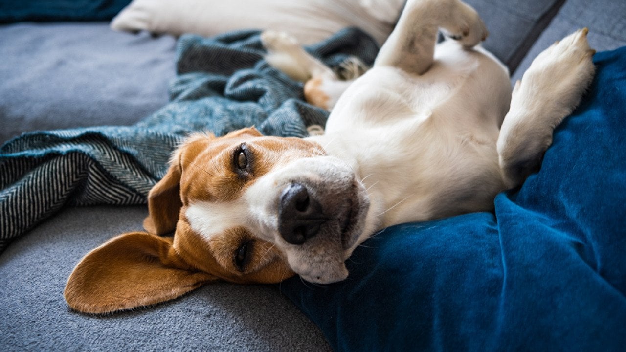 8 fun ways to keep your dog entertained indoors when it’s freezing outside