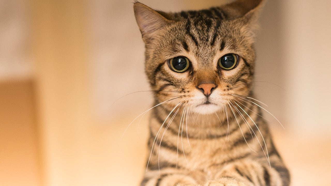 How to say sorry so your cat actually gets it