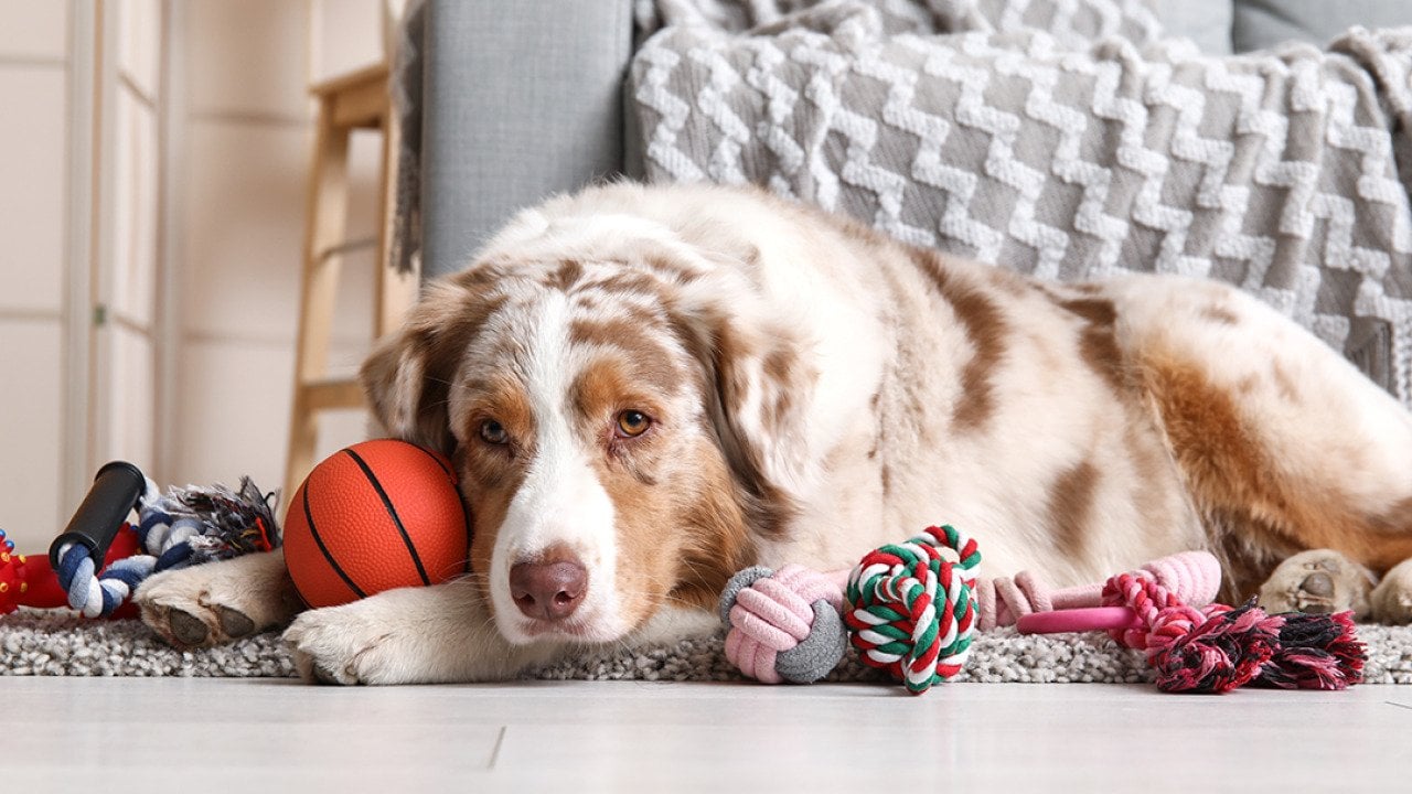 Is your dog a toy addict? A new study says it’s totally possible
