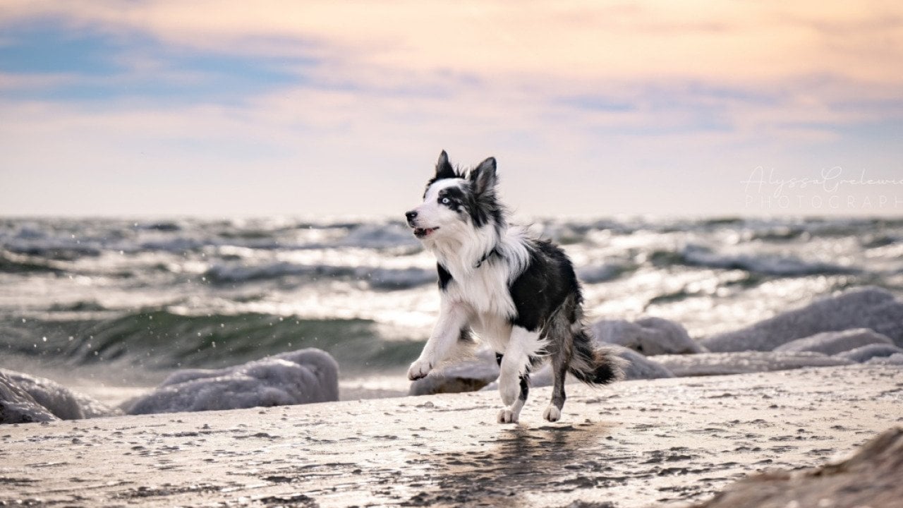 These 10 states have the healthiest dogs