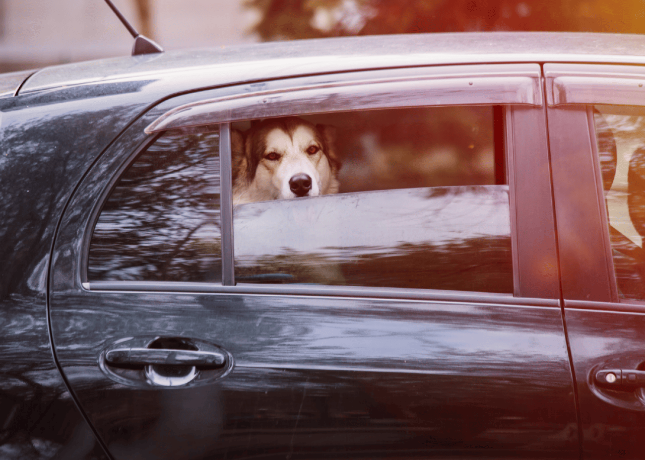 When is it safe—and legal—to leave your dog in the car?